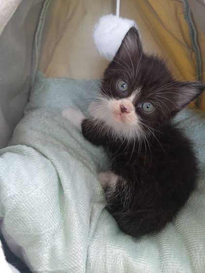 สก็อตติช เพศผู้ รูปที่ 10