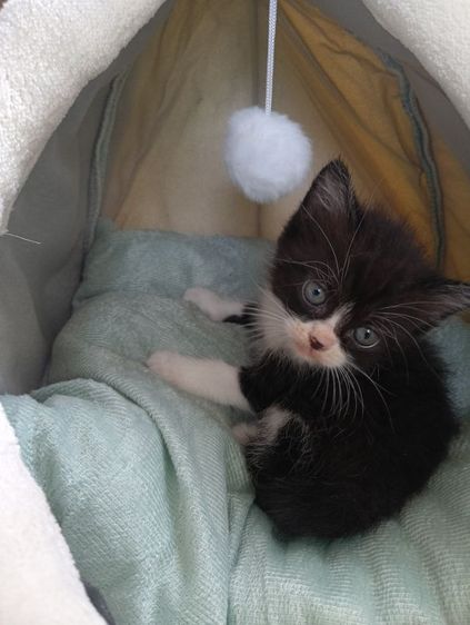 สก็อตติช เพศผู้ รูปที่ 8