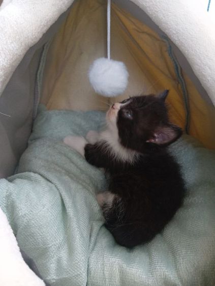 สก็อตติช เพศผู้ รูปที่ 9