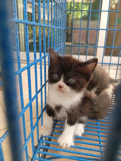 สก็อตติช เพศผู้ รูปที่ 4