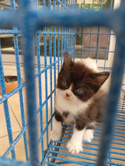 สก็อตติช เพศผู้ รูปที่ 5