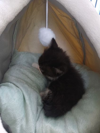 สก็อตติช เพศผู้ รูปที่ 13