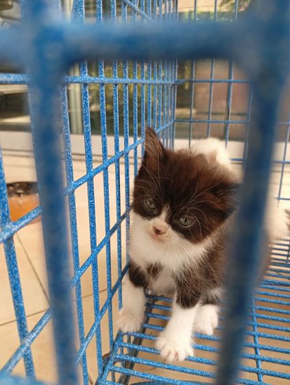 สก็อตติช โฟลด์ (Scottish Fold) สก็อตติช เพศผู้