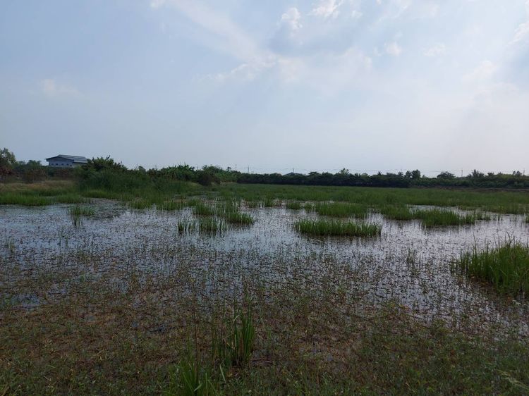 ขายที่ดิน ทำเลดี ต.ดอนตูม อ.บางเลน จ.นครปฐม รูปที่ 4