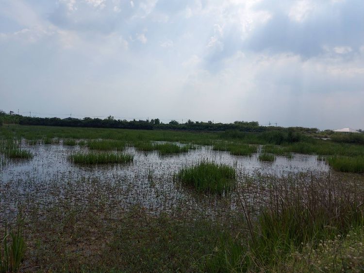 ขายที่ดิน ทำเลดี ต.ดอนตูม อ.บางเลน จ.นครปฐม รูปที่ 3