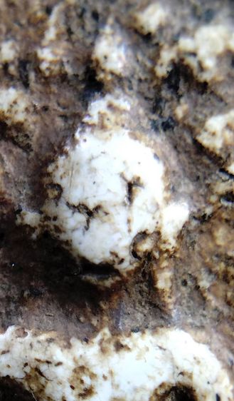 พระสมเด็จ วัดระฆัง บางขุนพรหม วัดเกศไชโย หลวงปู่ภู หลวงปู่นาค