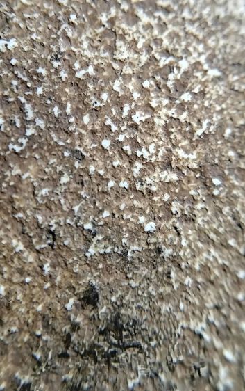 พระสมเด็จ วัดระฆัง บางขุนพรหม วัดเกศไชโย หลวงปู่ภู หลวงปู่นาค รูปที่ 6