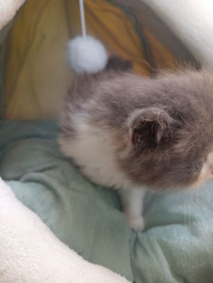 สก็อตติช เพศเมีย รูปที่ 11