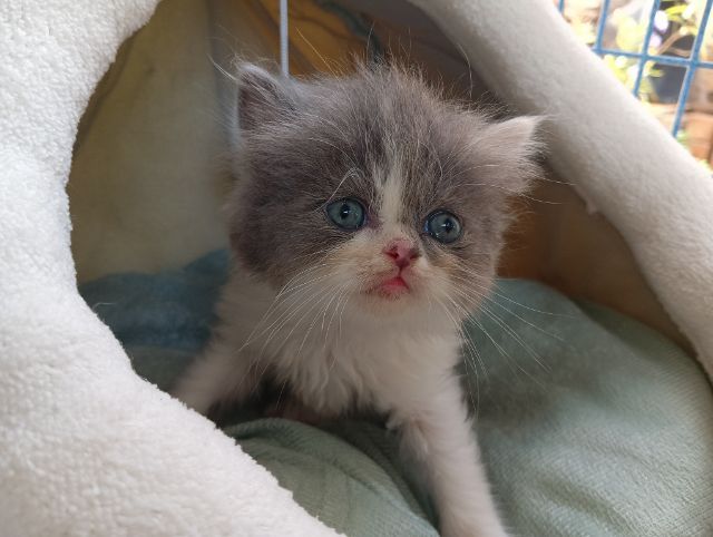 สก็อตติช เพศเมีย รูปที่ 4