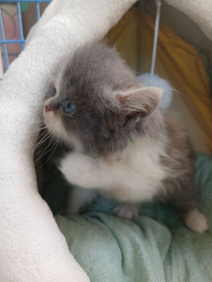 สก็อตติช เพศเมีย รูปที่ 2