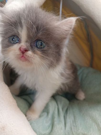 สก็อตติช เพศเมีย รูปที่ 7