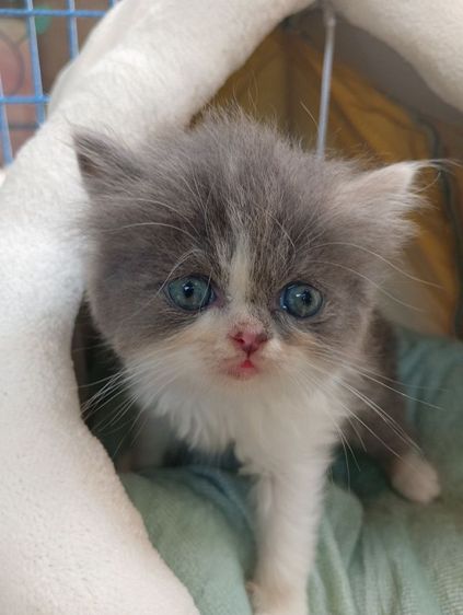 สก็อตติช โฟลด์ (Scottish Fold) สก็อตติช เพศเมีย