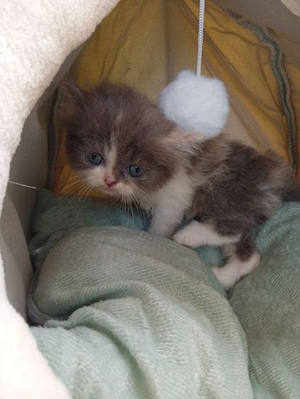 สก็อตติช เพศเมีย รูปที่ 13