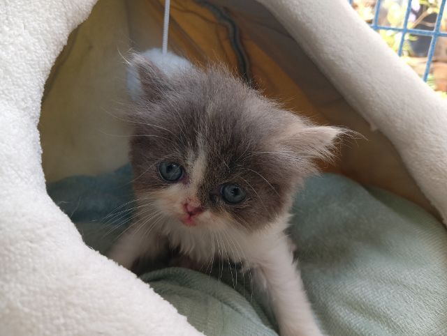 สก็อตติช เพศเมีย รูปที่ 6