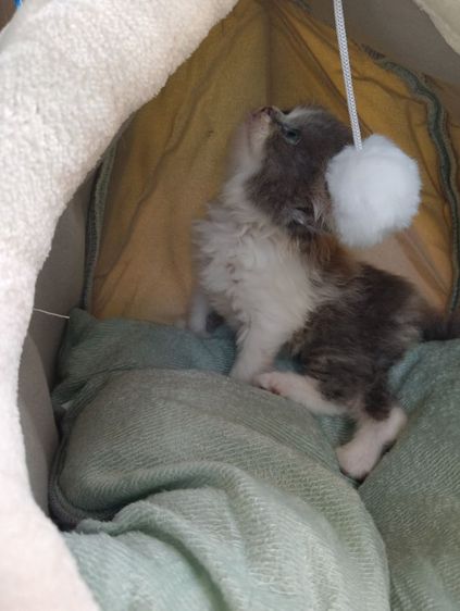 สก็อตติช เพศเมีย รูปที่ 10