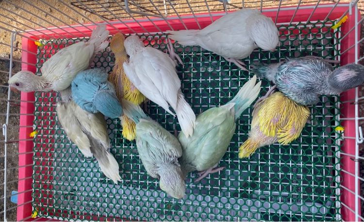 นกแก้ว รูปที่ 2