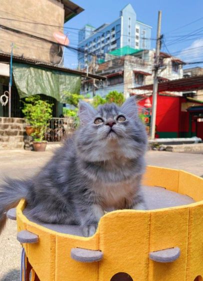 เปอร์เซีย (Persian) แมวเปอร์เซียแท้ 2เดือน เพศหญิง กทม. แถววงเวียนใหญ่ค่ะ