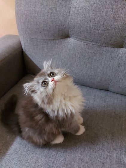 เปอร์เซีย (Persian) แมวเปอร์เซียแท้ เพศหญิง อายุ2เดือน กทม. แถววงเวียนใหญ่ค่ะ