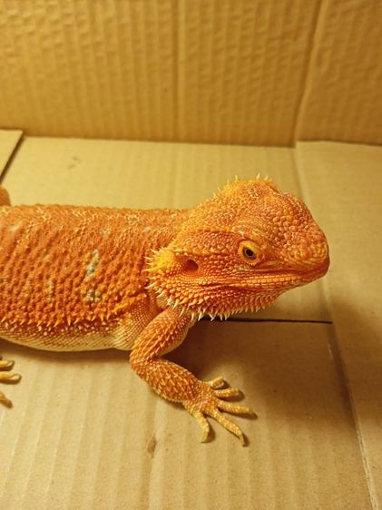 📣🦎 เบียร์ดดราก้อน​ อายุไม่ถึง​ปี​ เพศหญิง​🦎📣 รูปที่ 2