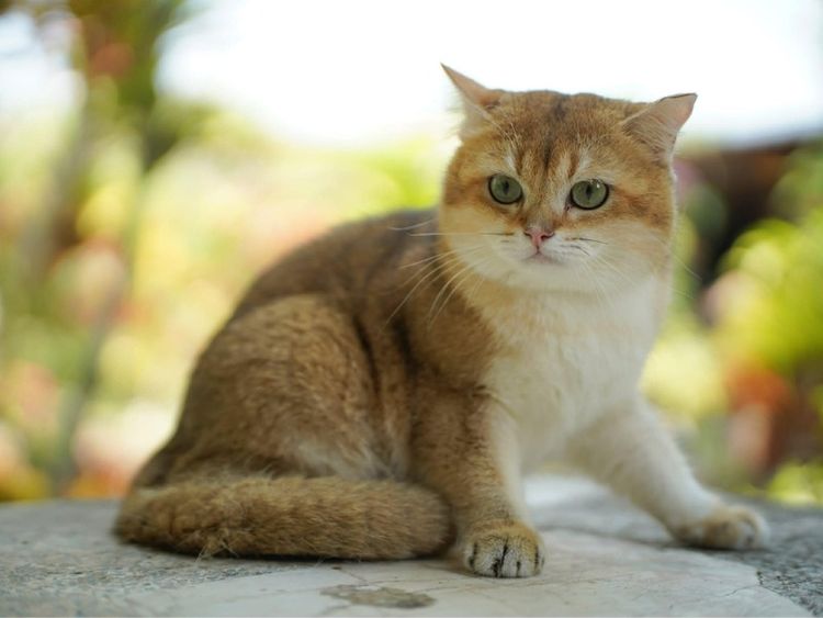 หนุ่มน้อย บริติซ ชอทเเฮร์ รูปที่ 2