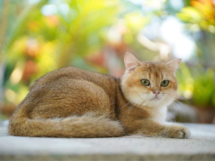 หนุ่มน้อย บริติซ ชอทเเฮร์ รูปที่ 3