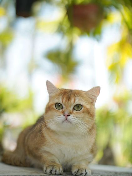 หนุ่มน้อย บริติซ ชอทเเฮร์ รูปที่ 4