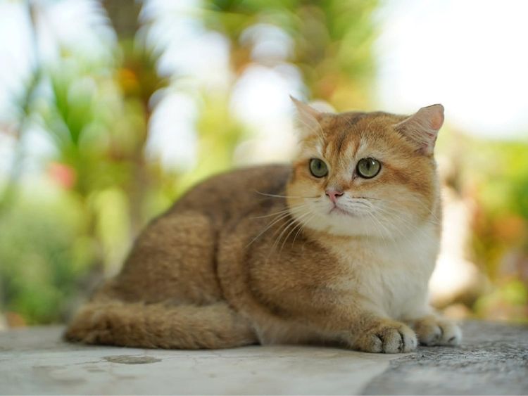 หนุ่มน้อย บริติซ ชอทเเฮร์