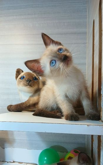 วิเชียรมาศ (Siamese Cat) แมววิเชียรมาศ เพศเมีย อายุ2เดือนคะวัคซีนแล้ว1เข็มก่อนย้ายตรวจหัดแมวฟรีรับประกันเอดส์แมวกับรูคีเมียคะ