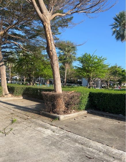 อื่นๆ ไม่มี 2011 ไม่ใช่ บ้านเดี่ยวมอตโต้ รูปที่ 3