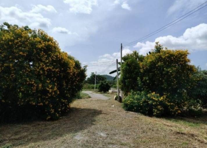 ขายบ้านพร้อมที่ดิน อำเภอเลาขวัญ กาญจนบุรี บรรยากาศดี ติดถนนสาธารณะ 2 ด้าน น้ำไฟพร้อม รูปที่ 3