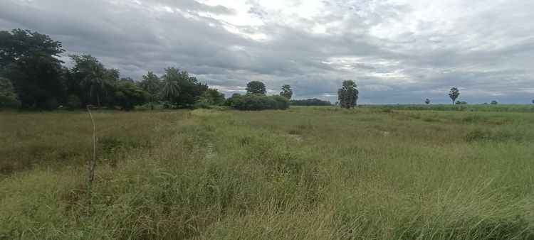 ขายที่ดิน 3ไร่29ตรางวา ตำบลหนองพิกุล อำเภอตากฟ้า จังหวัดนครสวรรค์ ถนนหน้าแปลง ไฟฟ้าประปาพร้อม เจ้าของขายเอง คุณโอ๋ ,0928716938