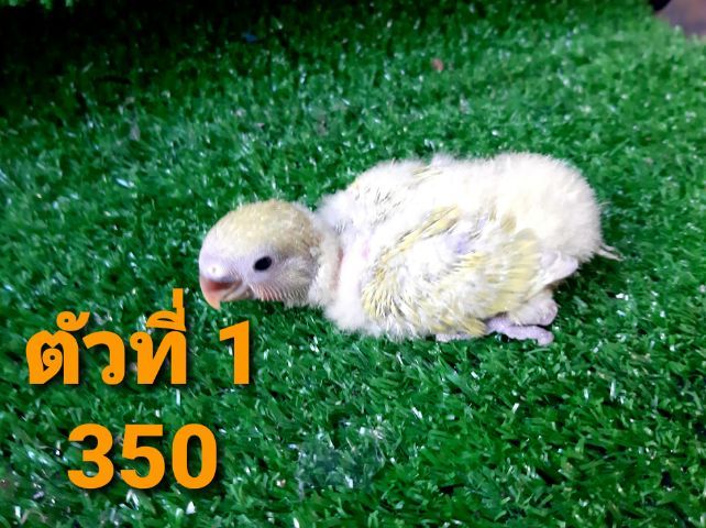 ขายลูกป้อนเลิฟเบิร์ดไม่มีขอบตา