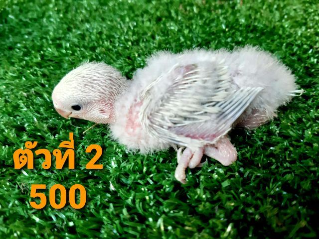 ขายลูกป้อนเลิฟเบิร์ดไม่มีขอบตา รูปที่ 2
