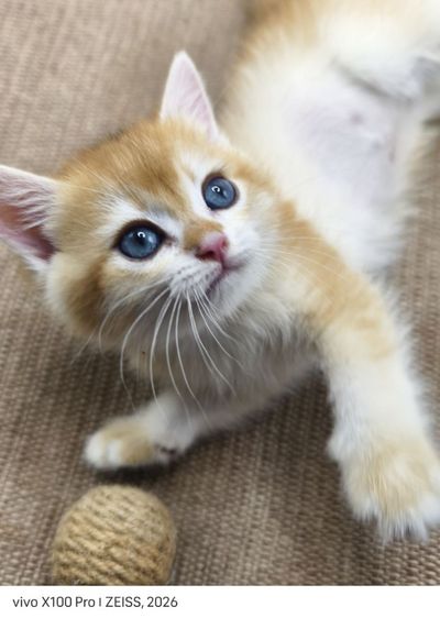 บริติช ชอร์ตแฮร์ (British Shorthair) ลูกแมวบริติชช็อตแฮร์ สีส้ม (Orange) หน้ากลม ขนแน่น น่ารักมาก