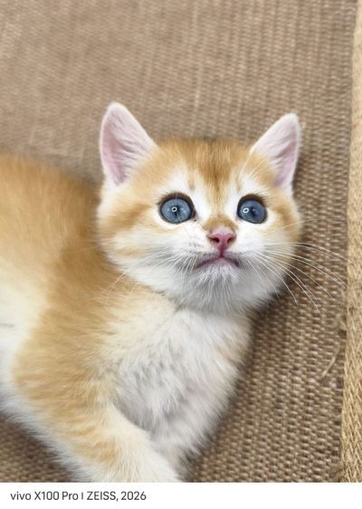 ลูกแมวบริติชช็อตแฮร์ สีส้ม (Orange) หน้ากลม ขนแน่น น่ารักมาก รูปที่ 3