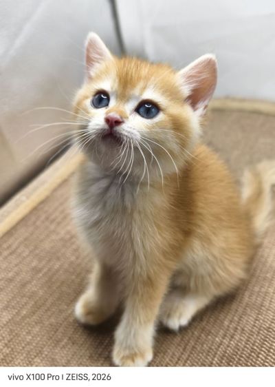 ลูกแมวบริติชช็อตแฮร์ สีส้ม (Orange) หน้ากลม ขนแน่น น่ารักมาก รูปที่ 4