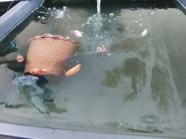 ขาย หัวสิงห์และฮอลันดา พร้อมอ่างและอุปกรณ์ รูปที่ 12