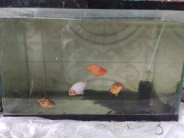 ขาย หัวสิงห์และฮอลันดา พร้อมอ่างและอุปกรณ์ รูปที่ 2