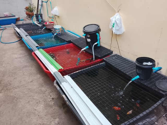 ขาย หัวสิงห์และฮอลันดา พร้อมอ่างและอุปกรณ์ รูปที่ 16