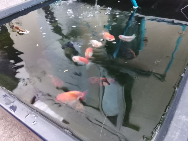 ขาย หัวสิงห์และฮอลันดา พร้อมอ่างและอุปกรณ์ รูปที่ 13