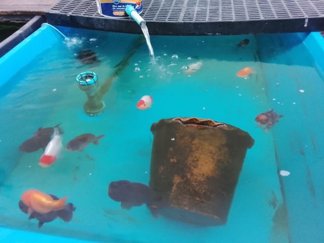 ขาย หัวสิงห์และฮอลันดา พร้อมอ่างและอุปกรณ์ รูปที่ 11