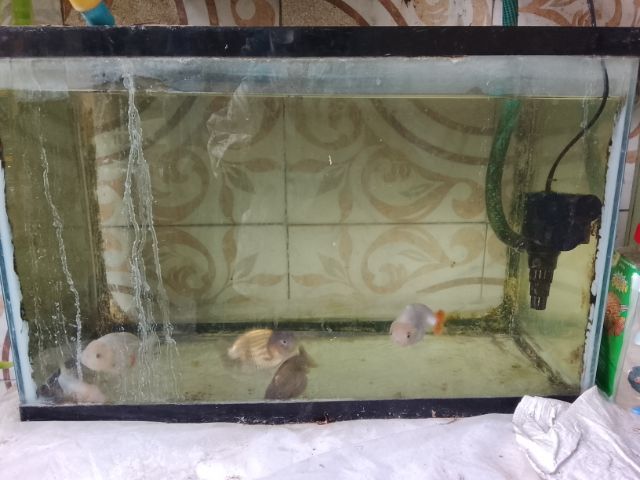 ขาย หัวสิงห์และฮอลันดา พร้อมอ่างและอุปกรณ์ รูปที่ 14