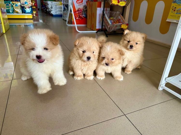 ชิสุผสมปอมขนแน่นๆฟู