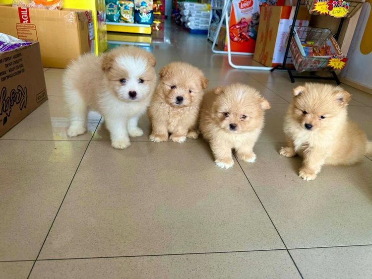 ชิสุผสมปอมขนแน่นๆฟู รูปที่ 3