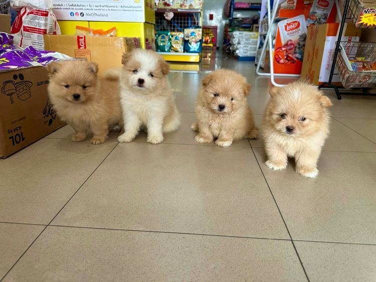 ชิสุผสมปอมขนแน่นๆฟู รูปที่ 2