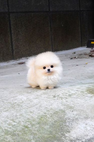 ขาย Pomeranian สีครีม เพศผู้ หน้าหมี ขนแน่น น่ารักมาก นำเข้าจากเกาหลี เกรดพรีเมียม รูปที่ 3