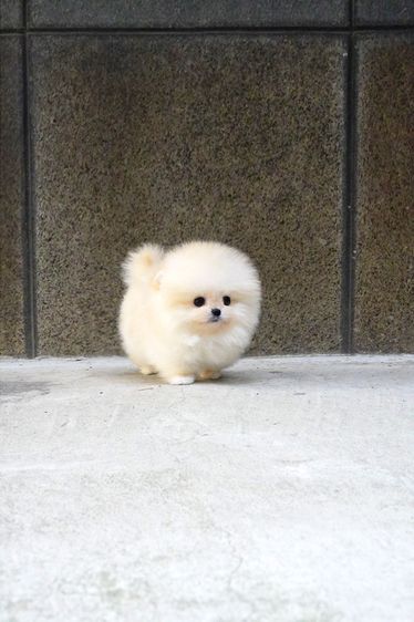 ขาย Pomeranian สีครีม เพศผู้ หน้าหมี ขนแน่น น่ารักมาก นำเข้าจากเกาหลี เกรดพรีเมียม รูปที่ 5