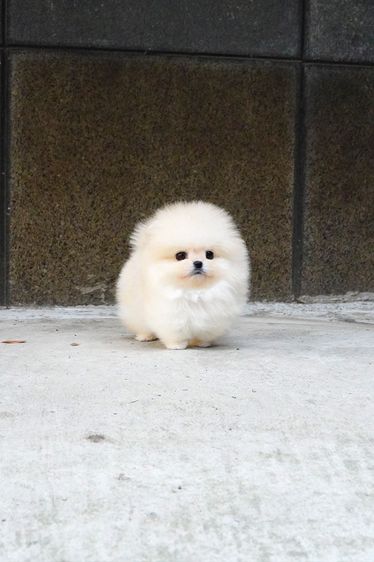 ขาย Pomeranian สีครีม เพศผู้ หน้าหมี ขนแน่น น่ารักมาก นำเข้าจากเกาหลี เกรดพรีเมียม รูปที่ 4