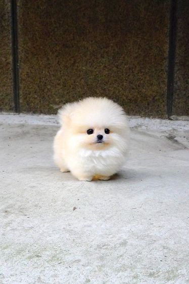 ขาย Pomeranian สีครีม เพศผู้ หน้าหมี ขนแน่น น่ารักมาก นำเข้าจากเกาหลี เกรดพรีเมียม
