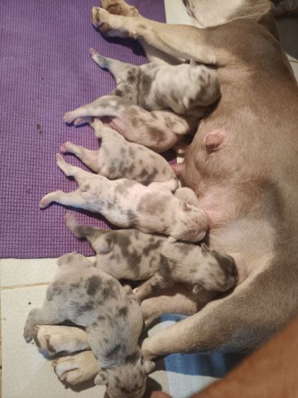 ลูกเฟรนบลูดอก 